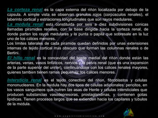 La corteza renal es la capa externa del riñón localizada por debajo de la cápsula. A simple vista se observan gránulos rojos (corpúsculos renales), el laberinto cortical y estriaciones longitudinales que son rayos medulares.La médula renal está constituida por seis a diez subdivisiones cónicas llamadas pirámides renales, con la base dirigida hacia la corteza renal, de donde parten los rayos medulares y la punta o papila que sobresale en la luz uno de los cálices menores. Los límites laterales de cada pirámide quedan definidos por unas extensiones internas de tejido cortical más obscuro que forman las columnas renales o de Bertini.El hilio renal es la concavidad del borde medial del riñón donde están las arterias, venas, vasos linfáticos, nervios y la pelvis renal (que es una expansión de la parte superior del uréter), continuándose con los cálices renales mayores, quienes también tienen ramas pequeñas: los cálices menores.Intersticio renal es el tejido conectivo del riñón, fibroblastos y células mononucleares. En la médula hay dos tipos de células adicionales: pericitos, en los vasos sanguíneos que nutren las asas de Henle y células intersticiales que producen substancias vasodepresoras, prostaglandinas, y contienen gotas lipídicas. Tienen procesos largos que se extienden hacia los capilares y túbulos de la médula.