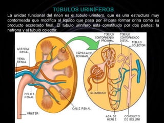 TÚBULOS URINÍFEROSLa unidad funcional del riñón es el túbulo urinífero, que es una estructura muycontorneada que modifica al líquido que pasa por él para formar orina como suproducto excretado final. El túbulo urinífero está constituido por dos partes: la nefrona y el túbulo colector.