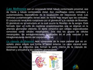 Las Nefronas son un corpúsculo renal, túbulo contorneado proximal, asa de Henle y túbulo contorneado distal. Son clasificadas como corticales y yuxtamedulares, dependiendo de la localización del corpúsculo renal. Las nefronas yuxtamedulares tienen asas de Henle más largas que las corticales.El corpúsculo renal está compuesto por el glomérulo y la cápsula de Bowman. El glomérulo es la estructura en la cual ocurre la filtración de la sangre. Está formado 2por un ovillo de capilares anastomosantes que se originan en la arteriola glomerular aferente. El tejido conectivo son células especializadas conocidas como células mesangiales. Son dos los grupos de células mesangiales, las extraglomerulares localizadas en el polo vascular y las intraglomerulares dentro del corpúsculo renal.La cápsula de Bowmanestá compuesta de la capa parietal que es un epitelio plano simple que forma la pared externa. La capa visceral está compuesta de podocitos que forman la parte interna de la cápsula de Bowman y envuelve a los capilares glomerulares