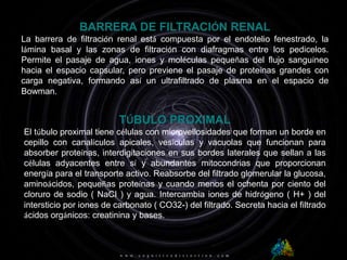 BARRERA DE FILTRACIÓN RENALLa barrera de filtración renal está compuesta por el endotelio fenestrado, la lámina basal y las zonas de filtración con diafragmas entre los pedicelos. Permite el pasaje de agua, iones y moléculas pequeñas del flujo sanguíneo hacia el espacio capsular, pero previene el pasaje de proteínas grandes con carga negativa, formando así un ultrafiltrado de plasma en el espacio de Bowman.TÚBULO PROXIMALEl túbulo proximal tiene células con microvellosidades que forman un borde en cepillo con canalículos apicales, vesículas y vacuolas que funcionan para absorber proteínas, interdigitaciones en sus bordes laterales que sellan a las células adyacentes entre sí y abundantes mitocondrias que proporcionan energía para el transporte activo. Reabsorbe del filtrado glomerular la glucosa, aminoácidos, pequeñas proteínas y cuando menos el ochenta por ciento del cloruro de sodio ( NaCI ) y agua. Intercambia iones de hidrógeno ( H+ ) del intersticio por iones de carbonato ( CO32-) del filtrado. Secreta hacia el filtrado ácidos orgánicos: creatinina y bases.