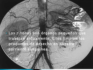 Los riñones son órganos pequeños que trabajan arduamente. Ellos limpian los productos de desecho en nuestra corriente sanguínea. 
