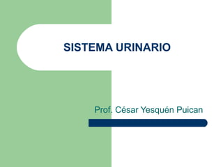 SISTEMA URINARIO Prof. César Yesquén Puican 