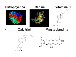 Eritropoyetina  Renina  Vitamina D Calcitriol  Prostaglandina 