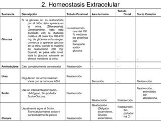 2. Homeostasis Extracelular Sustancia Descripción Túbulo Proximal Asa de Henle Túbulo Distal Ducto Colector Glucosa Si la glucosa no es reabsorbida por el riñón, ésta aparece en la orina, ( Glucosuria) . Generalmente, esto está asociado con la diabetes mellitus. Al pasar los 180-220 mg. de glicemia en la sangre, comienza a aparecer glucosa en la orina, siendo el máximo de reabsorción 370 mg. Cuando se pasa este nivel, toda la glucosa sobrante se elimina mediante la orina. La reabsorción casi del 100 % mediante las proteínas con transporte sodio-glucosa. - - - Aminoácidos Casi completamente conservada Reabsorción - - - Urea Regulación de la Osmolalidad. Varia con la hormona ADH Reabsorción  Secreción - Reabsorción Sodio Usa un intercambiador Sodio-Hidrógeno, Sin portador Sodio-Glucosa. Reabsorción  Reabsorción  Reabsorción Reabsorción, estimulado por aldosterona. Cloruro Usualmente sigue al Sodio. Transcelularmente activo y paracelularmente pasivo Reabsorción Reabsorción (Delgado ascendente, Grueso ascendente, Reabsorción Sin portador Na Cl    