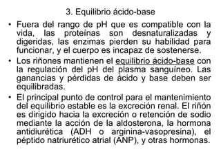 3. Equilibrio ácido-base Fuera del rango de pH que es compatible con la vida, las proteínas son desnaturalizadas y digeridas, las enzimas pierden su habilidad para funcionar, y el cuerpo es incapaz de sostenerse. Los riñones mantienen el  equilibrio ácido-base  con la regulación del pH del plasma sanguíneo. Las ganancias y pérdidas de ácido y base deben ser equilibradas. El principal punto de control para el mantenimiento del equilibrio estable es la excreción renal. El riñón es dirigido hacia la excreción o retención de sodio mediante la acción de la aldosterona, la hormona antidiurética (ADH o arginina-vasopresina), el péptido natriurético atrial (ANP), y otras hormonas. 