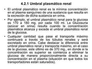4.2.1 Umbral plasmático renal El umbral plasmático renal es la mínima concentración en el plasma sanguíneo de una sustancia que resulta en la excreción de dicha sustancia en orina. Por ejemplo, el umbral plasmático renal para la glucosa es 170 a 180 mg. por cada 100 ml. La Glucosuria (azúcar en orina) resulta cuando la concentración plasmática alcanza y excede el umbral plasmático renal de la glucosa. Cualquier cantidad que pase el transporte máximo continuará a través de los túbulos renales y será excretado en orina. Cabe destacar la diferencia entre umbral plasmático renal y transporte máximo, en el caso de la glucosa, este último es de 370 mg., en donde si la concentración es superior se comienza a eliminar la glucosa de manera proporcionalmente directa a su concentración en el plasma (situación en que todos los transportadores están saturados). 