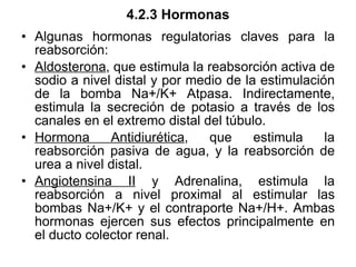 4.2.3 Hormonas Algunas hormonas regulatorias claves para la reabsorción: Aldosterona , que estimula la reabsorción activa de sodio a nivel distal y por medio de la estimulación de la bomba Na+/K+ Atpasa. Indirectamente, estimula la secreción de potasio a través de los canales en el extremo distal del túbulo.  Hormona Antidiurética , que estimula la reabsorción pasiva de agua, y la reabsorción de urea a nivel distal.  Angiotensina II  y Adrenalina, estimula la reabsorción a nivel proximal al estimular las bombas Na+/K+ y el contraporte Na+/H+. Ambas hormonas ejercen sus efectos principalmente en el ducto colector renal. 