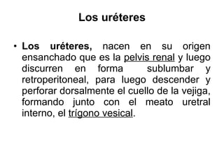 Los uréteres Los uréteres,  nacen en su origen ensanchado que es la  pelvis renal  y luego discurren en forma  sublumbar y retroperitoneal, para luego descender y perforar dorsalmente el cuello de la vejiga, formando junto con el meato uretral interno, el  trígono vesical . 