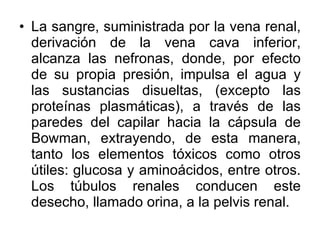 La sangre, suministrada por la vena renal, derivación de la vena cava inferior, alcanza las nefronas, donde, por efecto de su propia presión, impulsa el agua y las sustancias disueltas, (excepto las proteínas plasmáticas), a través de las paredes del capilar hacia la cápsula de Bowman, extrayendo, de esta manera, tanto los elementos tóxicos como otros útiles: glucosa y aminoácidos, entre otros. Los túbulos renales conducen este desecho, llamado orina, a la pelvis renal. 