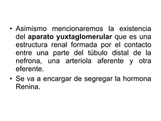 Asimismo mencionaremos la existencia del  aparato yuxtaglomerular  que es una estructura renal formada por el contacto entre una parte del túbulo distal de la nefrona, una arteriola aferente y otra eferente.  Se va a encargar de segregar la hormona Renina. 