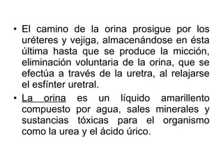 El camino de la orina prosigue por los uréteres y vejiga, almacenándose en ésta última hasta que se produce la micción, eliminación voluntaria de la orina, que se efectúa a través de la uretra, al relajarse el esfínter uretral.  La orina  es un líquido amarillento compuesto por agua, sales minerales y sustancias tóxicas para el organismo como la urea y el ácido úrico. 