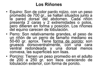 Los Riñones Equino: Son de color pardo rojizo, con un peso promedio de 700 gr., se hallan situados junto a la pared dorsal del abdomen. Cada riñón presenta 2 caras y 2 extremidades o polos, pero difieren en forma y posición. Los riñones del equino carecen de lobulación. Perro: S on relativamente grandes, el peso de un riñón de un perro de tamaño mediano es 50-60 gr. aprox. Tiene  forma de poroto ; son gruesos dorsoventralmente, con una cara ventral redondeada y una dorsal menos convexa, las superficies son lisas.  Porcino: Tienen un peso promedio en el adulto de 200 a 250 gr. son lisos careciendo de lobulación exterior, con forma de poroto.   