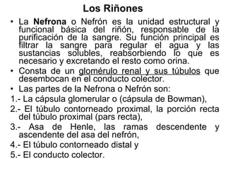 Los Riñones La  Nefrona  o Nefrón es la unidad estructural y funcional básica del riñón, responsable de la purificación de la sangre. Su función principal es filtrar la sangre para regular el agua y las sustancias solubles, reabsorbiendo lo que es necesario y excretando el resto como orina.  Consta de un  glomérulo renal y sus túbulos  que desembocan en el conducto colector.  Las partes de la Nefrona o Nefrón son: 1.- La cápsula glomerular o (cápsula de Bowman), 2.- El túbulo contorneado proximal, la porción recta del túbulo proximal (pars recta), 3.- Asa de Henle, las ramas descendente y ascendente del asa del nefrón, 4.- El túbulo contorneado distal y 5.- El conducto colector. 
