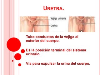 URETRA.




Tubo conductos de la vejiga al
exterior del cuerpo.

Es la posición terminal del sistema
urinario.

Vía para expulsar la orina del cuerpo.
 