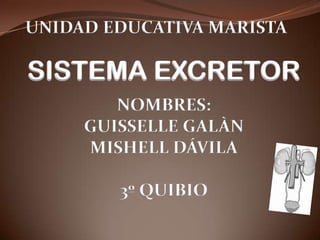 UNIDAD EDUCATIVA MARISTA

SISTEMA EXCRETOR
        NOMBRES:
     GUISSELLE GALÀN
     MISHELL DÁVILA

        3º QUIBIO
 