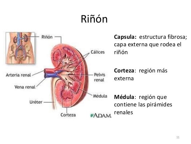 Sistema urinario