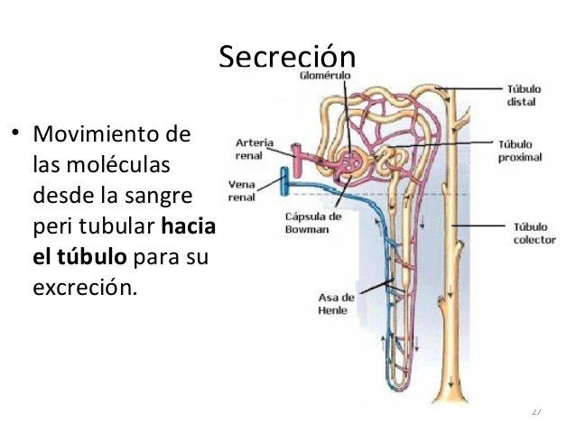 Sistema urinario