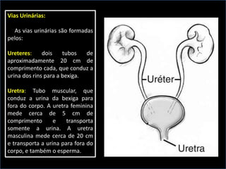 Sistema Urinario | PPT