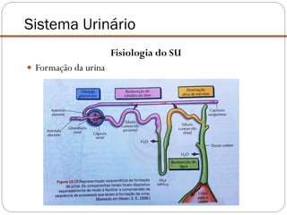 Sistema urinario