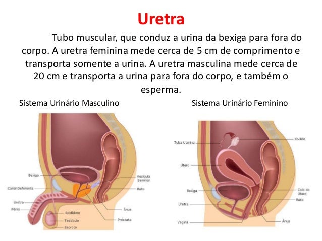Sistema urinario