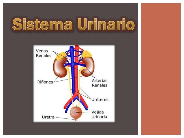 El Aparato Urinario Esta Formado Por