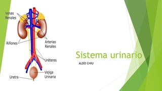 Sistema urinario
ALDO CHIU
 