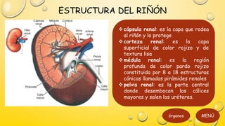 Sistema urinario | PPSX