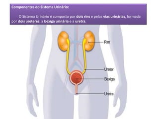 Componentes do Sistema Urinário:
O Sistema Urinário é composto por dois rins e pelas vias urinárias, formada
por dois ureteres, a bexiga urinária e a uretra.
 