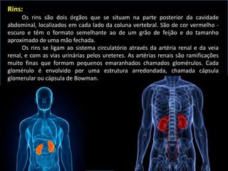 Rins:
Os rins são dois órgãos que se situam na parte posterior da cavidade
abdominal, localizados em cada lado da coluna vertebral. São de cor vermelho -
escuro e têm o formato semelhante ao de um grão de feijão e do tamanho
aproximado de uma mão fechada.
Os rins se ligam ao sistema circulatório através da artéria renal e da veia
renal, e com as vias urinárias pelos ureteres. As artérias renais são ramificações
muito finas que formam pequenos emaranhados chamados glomérulos. Cada
glomérulo é envolvido por uma estrutura arredondada, chamada cápsula
glomerular ou cápsula de Bowman.
 