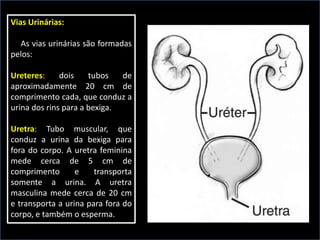 Vias Urinárias:
As vias urinárias são formadas
pelos:
Ureteres: dois tubos de
aproximadamente 20 cm de
comprimento cada, que conduz a
urina dos rins para a bexiga.
Uretra: Tubo muscular, que
conduz a urina da bexiga para
fora do corpo. A uretra feminina
mede cerca de 5 cm de
comprimento e transporta
somente a urina. A uretra
masculina mede cerca de 20 cm
e transporta a urina para fora do
corpo, e também o esperma.
 