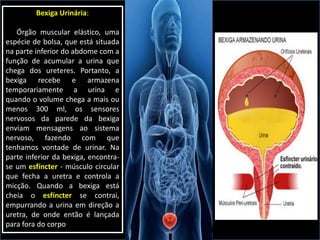 Bexiga Urinária:
Órgão muscular elástico, uma
espécie de bolsa, que está situada
na parte inferior do abdome com a
função de acumular a urina que
chega dos ureteres. Portanto, a
bexiga recebe e armazena
temporariamente a urina e
quando o volume chega a mais ou
menos 300 ml, os sensores
nervosos da parede da bexiga
enviam mensagens ao sistema
nervoso, fazendo com que
tenhamos vontade de urinar. Na
parte inferior da bexiga, encontra-
se um esfíncter - músculo circular
que fecha a uretra e controla a
micção. Quando a bexiga está
cheia o esfíncter se contrai,
empurrando a urina em direção a
uretra, de onde então é lançada
para fora do corpo
 