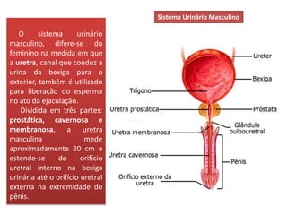 O sistema urinário
masculino, difere-se do
feminino na medida em que
a uretra, canal que conduz a
urina da bexiga para o
exterior, também é utilizado
para liberação do esperma
no ato da ejaculação.
Dividida em três partes:
prostática, cavernosa e
membranosa, a uretra
masculina mede
aproximadamente 20 cm e
estende-se do orifício
uretral interno na bexiga
urinária até o orifício uretral
externa na extremidade do
pênis.
Sistema Urinário Masculino
 