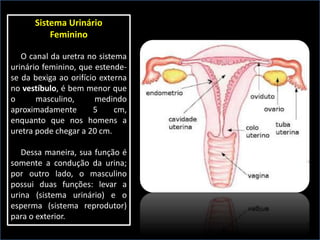 Sistema Urinário
Feminino
O canal da uretra no sistema
urinário feminino, que estende-
se da bexiga ao orifício externa
no vestíbulo, é bem menor que
o masculino, medindo
aproximadamente 5 cm,
enquanto que nos homens a
uretra pode chegar a 20 cm.
Dessa maneira, sua função é
somente a condução da urina;
por outro lado, o masculino
possui duas funções: levar a
urina (sistema urinário) e o
esperma (sistema reprodutor)
para o exterior.
 