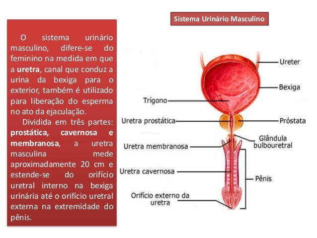 Sistema Urinario