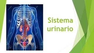 Sistema
urinario
 