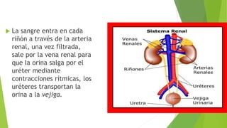  La sangre entra en cada
riñón a través de la arteria
renal, una vez filtrada,
sale por la vena renal para
que la orina salga por el
uréter mediante
contracciones rítmicas, los
uréteres transportan la
orina a la vejiga.
 