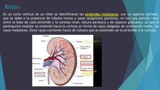 HISTOLOGÍA: Sistema Urinario | PPTX