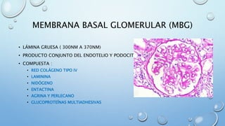 Sistema urinario | PPTX