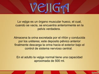 La vejiga es un órgano muscular hueco, el cual,
cuando se vacía, se encuentra anteriormente en la
pelvis verdadera.
Almacena la orina excretada por el riñón y conducida
por los uréteres; este deposito pélvico anterior
finalmente descarga la orina hacia el exterior bajo el
control de sistema nervioso central.
En el adulto la vejiga normal tiene una capacidad
aproximada de 500 ml.
 