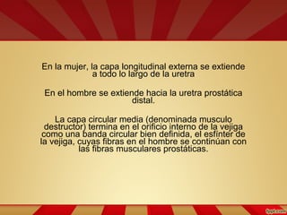 En la mujer, la capa longitudinal externa se extiende
a todo lo largo de la uretra
En el hombre se extiende hacia la uretra prostática
distal.
La capa circular media (denominada musculo
destructor) termina en el orificio interno de la vejiga
como una banda circular bien definida, el esfínter de
la vejiga, cuyas fibras en el hombre se continúan con
las fibras musculares prostáticas.
 