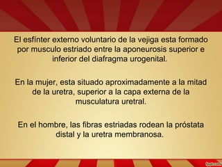El esfínter externo voluntario de la vejiga esta formado
por musculo estriado entre la aponeurosis superior e
inferior del diafragma urogenital.
En la mujer, esta situado aproximadamente a la mitad
de la uretra, superior a la capa externa de la
musculatura uretral.
En el hombre, las fibras estriadas rodean la próstata
distal y la uretra membranosa.
 