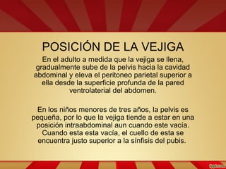 POSICIÓN DE LA VEJIGA
En el adulto a medida que la vejiga se llena,
gradualmente sube de la pelvis hacia la cavidad
abdominal y eleva el peritoneo parietal superior a
ella desde la superficie profunda de la pared
ventrolaterial del abdomen.
En los niños menores de tres años, la pelvis es
pequeña, por lo que la vejiga tiende a estar en una
posición intraabdominal aun cuando este vacía.
Cuando esta esta vacía, el cuello de esta se
encuentra justo superior a la sínfisis del pubis.
 