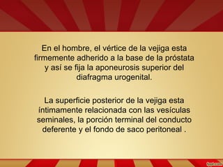 En el hombre, el vértice de la vejiga esta
firmemente adherido a la base de la próstata
y así se fija la aponeurosis superior del
diafragma urogenital.
La superficie posterior de la vejiga esta
íntimamente relacionada con las vesículas
seminales, la porción terminal del conducto
deferente y el fondo de saco peritoneal .
 