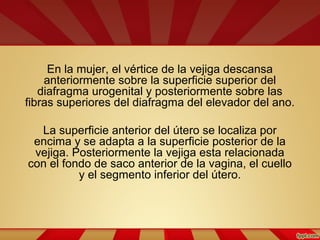 En la mujer, el vértice de la vejiga descansa
anteriormente sobre la superficie superior del
diafragma urogenital y posteriormente sobre las
fibras superiores del diafragma del elevador del ano.
La superficie anterior del útero se localiza por
encima y se adapta a la superficie posterior de la
vejiga. Posteriormente la vejiga esta relacionada
con el fondo de saco anterior de la vagina, el cuello
y el segmento inferior del útero.
 