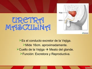 Es el conducto excretor de la Vejiga.
Mide 16cm. aproximadamente.
Cuello de la Vejiga  Meato del glande.
Función: Excretora y Reproductiva.
 