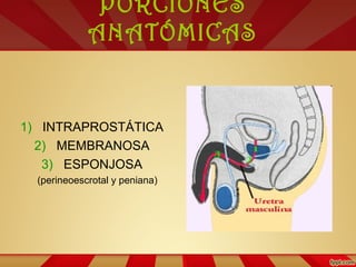 PORCIONES
ANATÓMICAS
1) INTRAPROSTÁTICA
2) MEMBRANOSA
3) ESPONJOSA
(perineoescrotal y peniana)
 