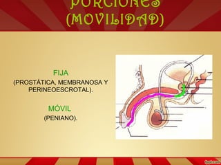 PORCIONES
(MOVILIDAD)
FIJA
(PROSTÁTICA, MEMBRANOSA Y
PERINEOESCROTAL).
MÓVIL
(PENIANO).
 