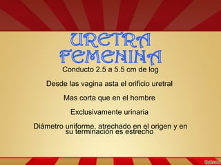 Conducto 2.5 a 5.5 cm de log
Desde las vagina asta el orificio uretral
Mas corta que en el hombre
Exclusivamente urinaria
Diámetro uniforme, atrechado en el origen y en
su terminación es estrecho
 