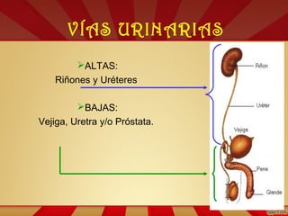 VÍAS URINARIAS
ALTAS:
Riñones y Uréteres
BAJAS:
Vejiga, Uretra y/o Próstata.
 