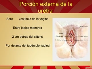 Porción externa de la
uretra
Abre vestíbulo de la vagina
Entre labios menores
2 cm detrás del clítoris
Por delante del tubérculo vaginal
 